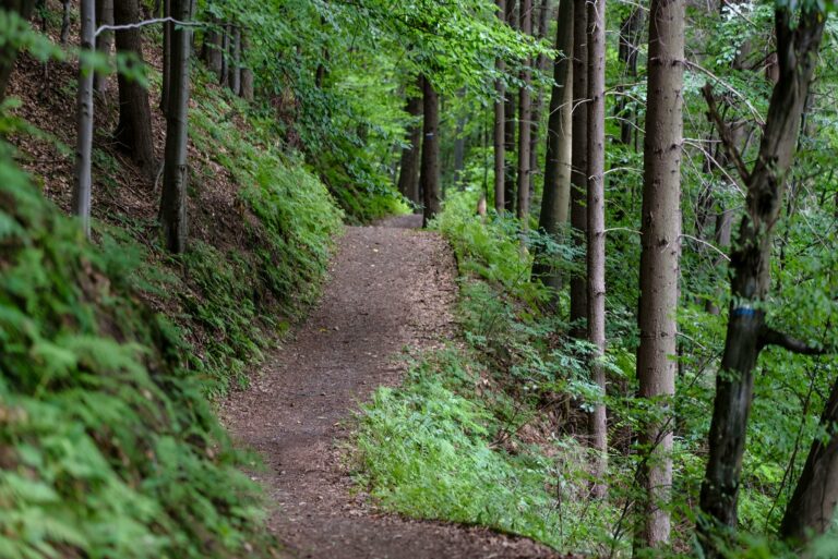 Scenic hiking trail in Loudoun County winding through dense forest with sloping terrain, ideal for outdoor enthusiasts in Ashburn.