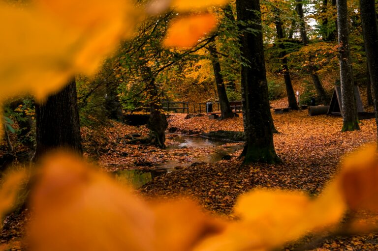 Autumn forest scene with colorful leaves, stream, and distant bridge