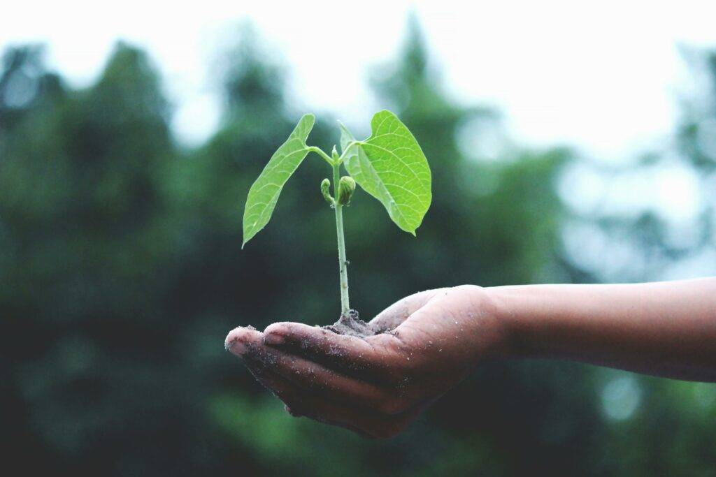 A hand holds a small growing plant which symbolizes sustainable living and energy efficient real estate in Loudoun County Virginia