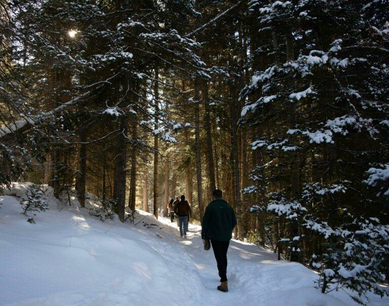 Snowy trail through the forest showcasing winter recreation in Loudoun County and Leesburg by the top realtors and local real estate agents